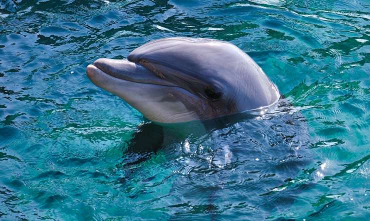 Delfines en Calpe