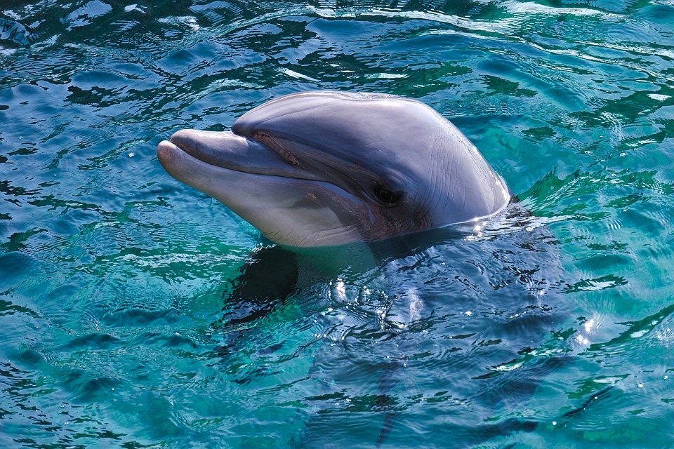 Delfines en Calpe